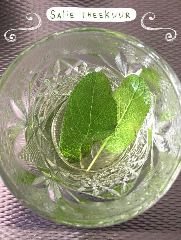 Salie Salvia officinalis Volbord
