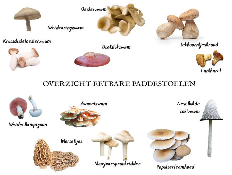 Overzicht eetbare paddenstoelen