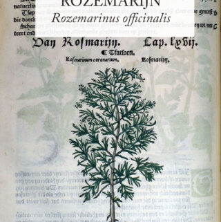Rozemarinus officinalis